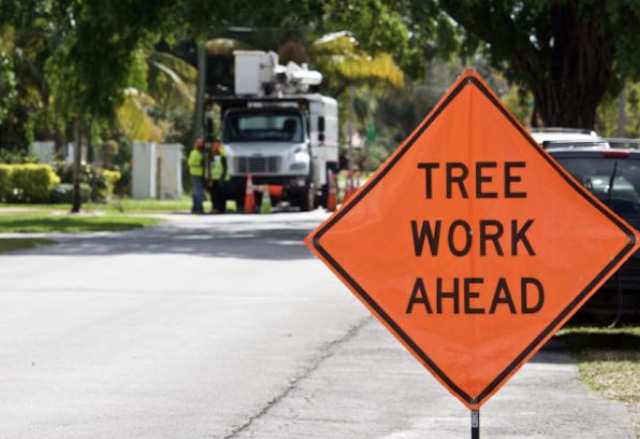 tree removal North Las Vegas nv