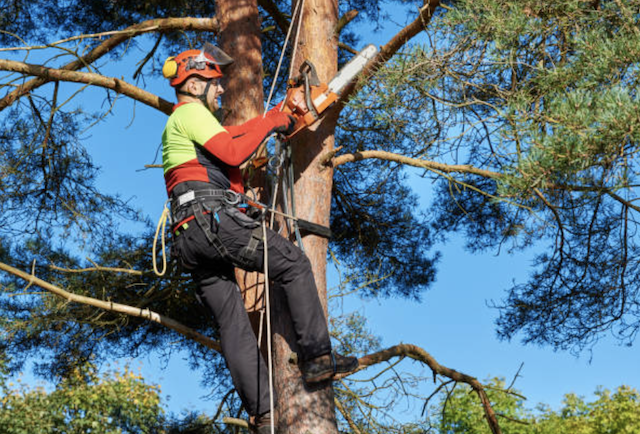 tree trimming North Las Vegas nv