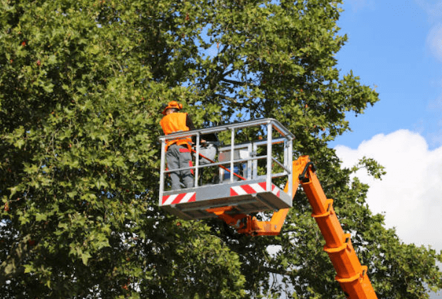 tree trimming clark