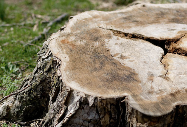 stump grinding North Las Vegas nv