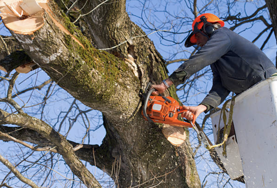 tree trimming clark nv